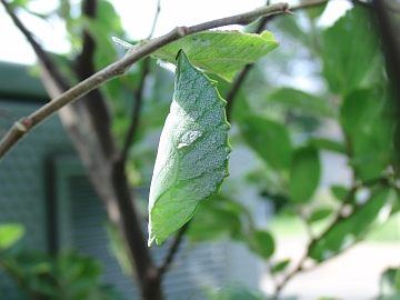 6月26日：上の個体が蛹化。越冬幼虫たちと違って、低い枝に移動しないでそのまま蛹化。