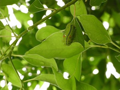 ヒロヘリアオイラガの幼虫の写真