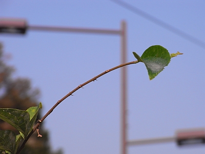 10月17日撮影