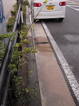 車道側のエノキの枝の様子