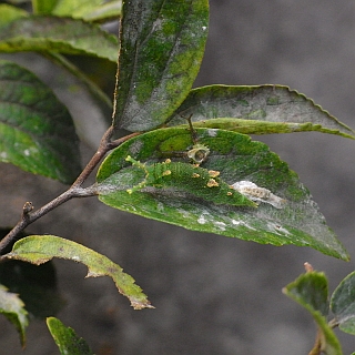 脱皮した殻が脇に残ったままの幼虫の写真