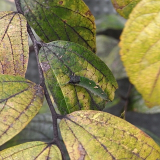 なぜか、頭部が黒くなった幼虫の写真