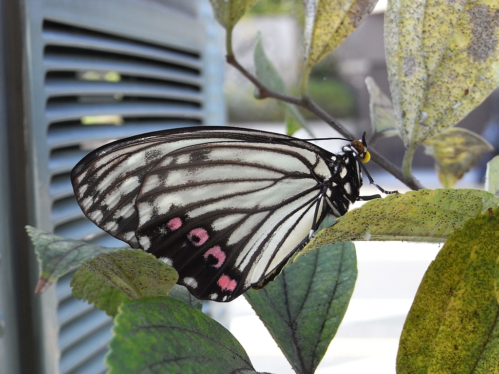 羽化したばかりのアカボシゴマダラ