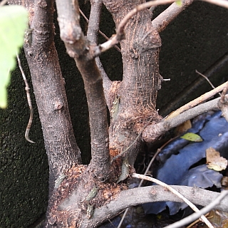 樹幹越冬中のアカボシゴマダラ（幼虫）