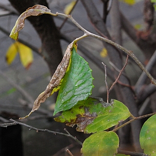 アカボシゴマダラの蛹の写真