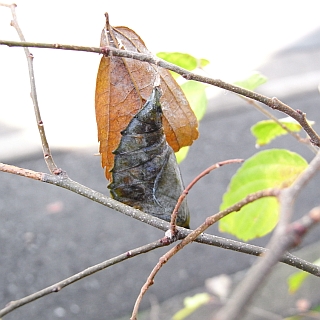 もうひとつの蛹。黒ずんでいる。