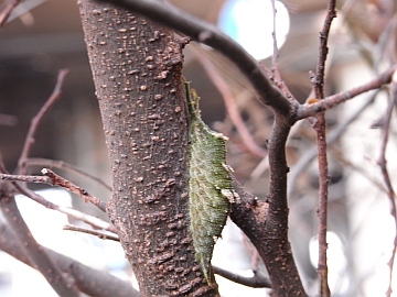 樹幹越冬中の終齢幼虫
