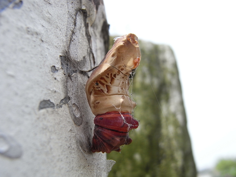 ジャコウアゲハ越冬蛹の抜け殻